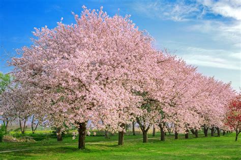 chrry blossom tree